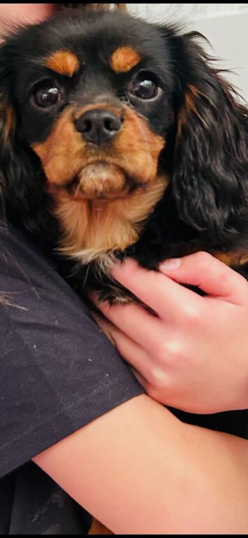 King Charles spaniel