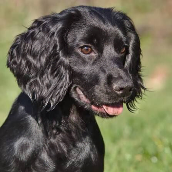 Mini working cocker spaniel