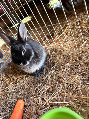 Black male rabbit