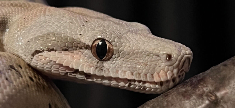 Multiple boas looking for new homes