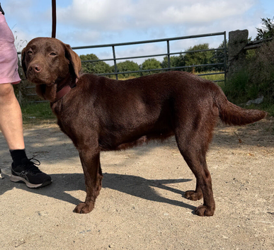 Quality KC Reg Chocolate Labrador Retriever