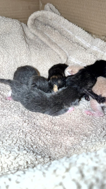 Gorgeous kittens, Ginger, Grey & Tortoiseshell