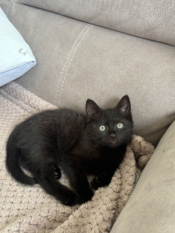 Loving kitten for sale