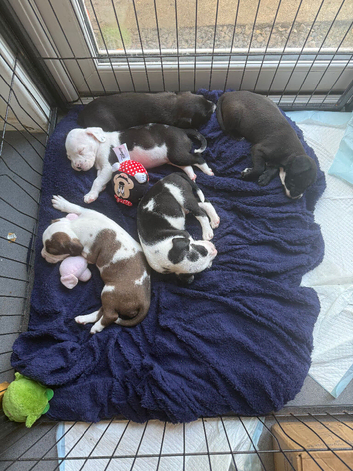 Little of bully/cocker spaniel puppy&rsquo;s