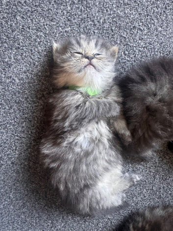 Doll face Persian kittens