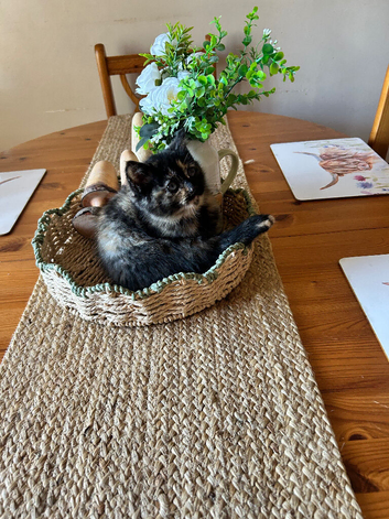 One Female kitten left