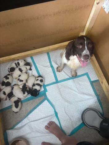 Spocker puppies