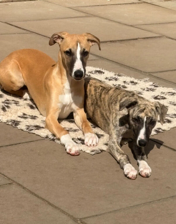 Whippet puppies