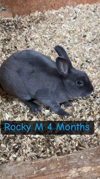 Mini Rex male rabbit