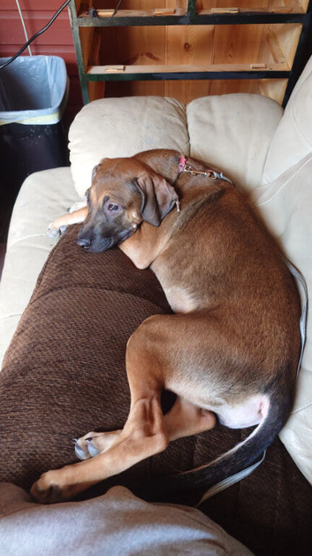 Rehome lurcher x staffy
