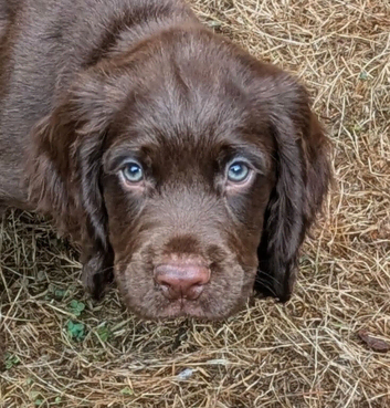 3 Handsome Chocolate sprocker pups looking for a new home