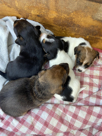 ***Jack Russell pups for sale 2 boys  left ***