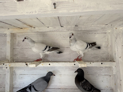 Beautiful pigeons