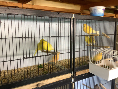 Canary's For sale