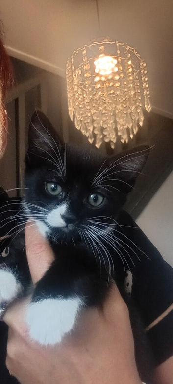 Kittens for sale