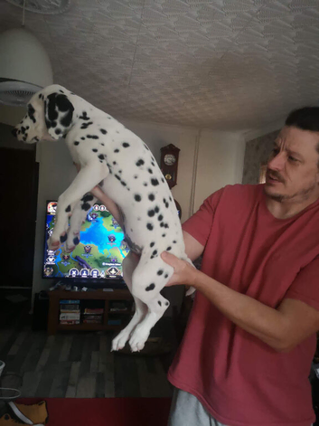 New litter of Dalmatian pups