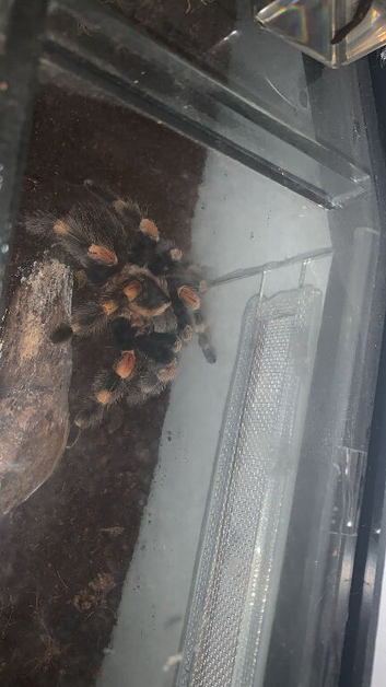 couple different tarantulas