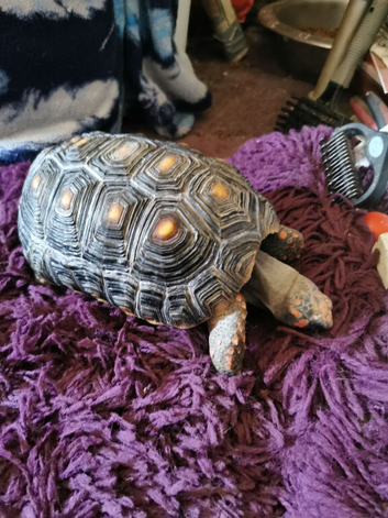 Red footed tortoise