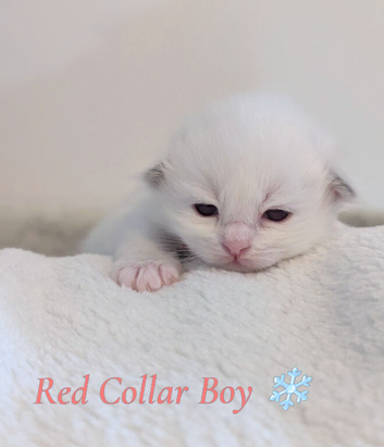 TICA Blue Bicolor/Mitted Ragdoll kittens