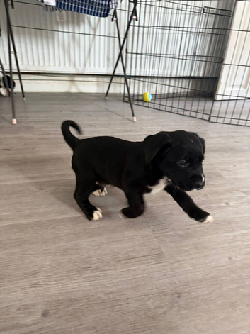 Coker spaniel/ Labrador