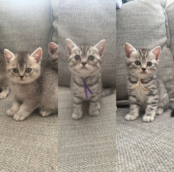 Only three left - GCCF BSH registered kittens