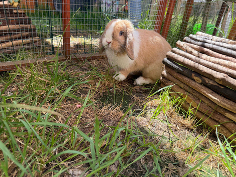 Mini lop doe