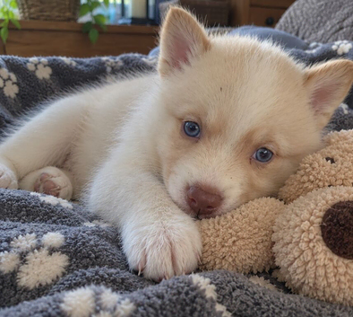 Pomsky Litter F3