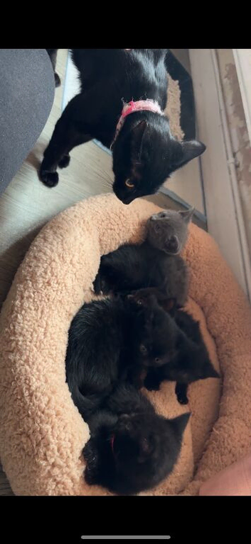 Kittens