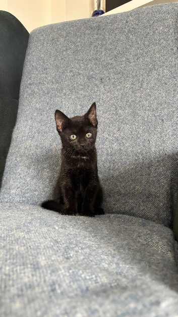 Beautiful female kitten