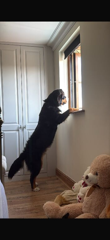 Bernese mountain dog