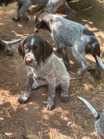 Wirehaired short haired pointer cross
