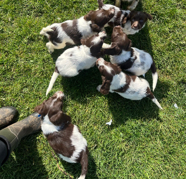 English springer spaniel puppies.
