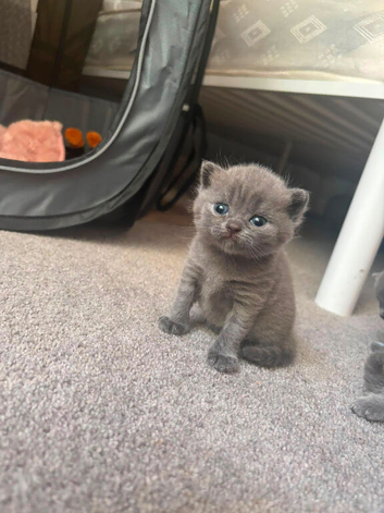 Gorgeous pedigree British shorthaired for sale
