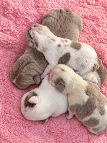 English bulldog puppies