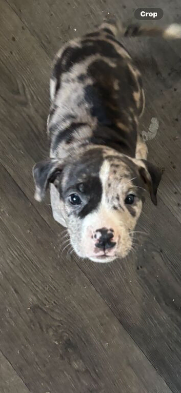 American bulldog x mix breed bully