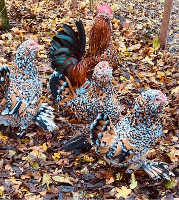 Barbu d,uccle and cream crested legbar chicks available Newmarket and