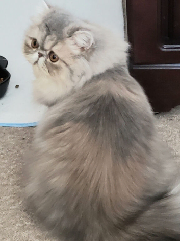 Stun̈ning Blue Cream Tabby Female