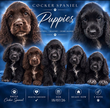 Cocker Spaniel Puppies