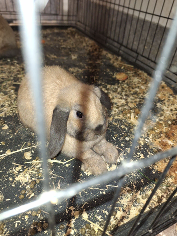 Rabbit