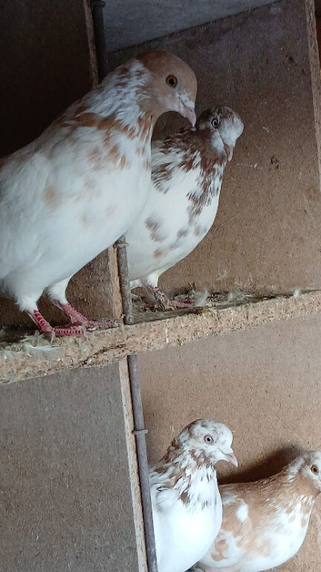 Highflying print tipplers for sale