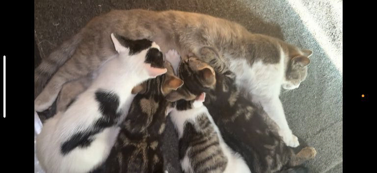 Kittens looking for their forever home