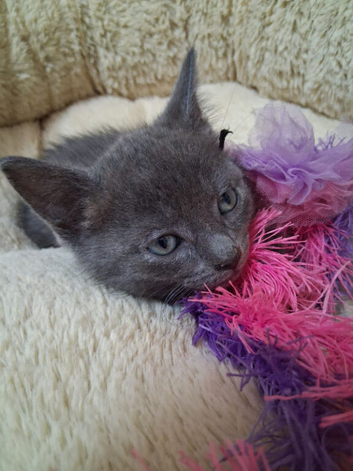 Only 1 male left Pure bread russian blue