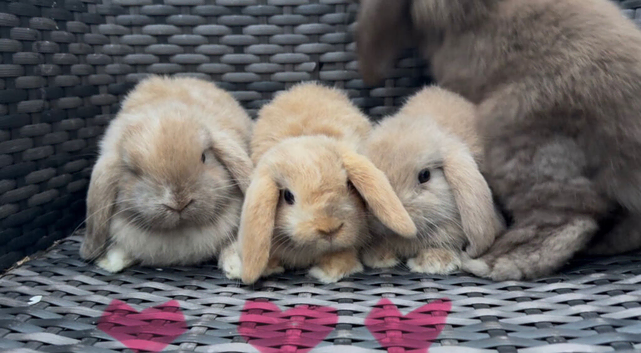 Baby mini lops