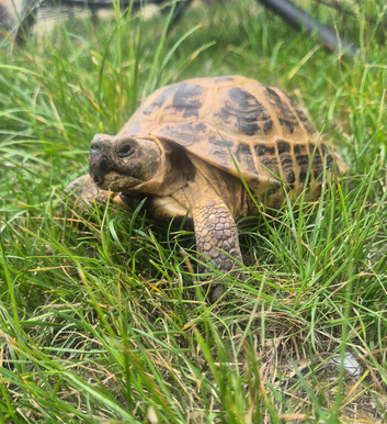 Horsfield tortoise 8 yrs old