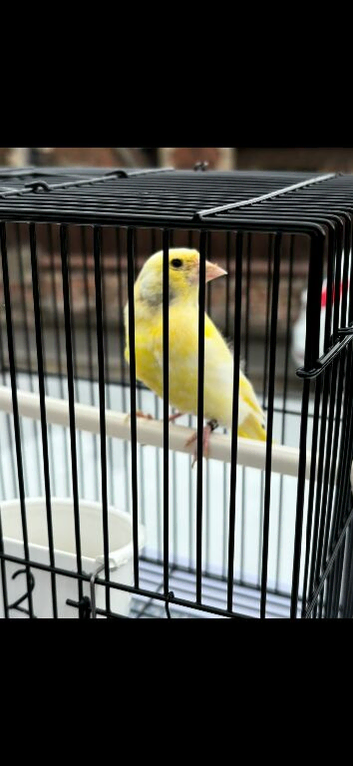 Pied  Greenfinch hen