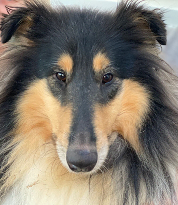 Unaffected Rough Collie Puppy Available