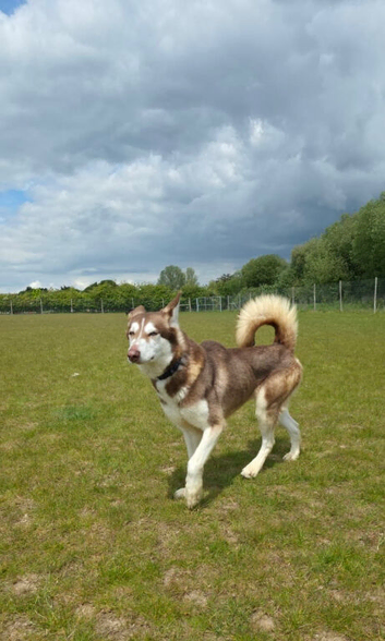 Red pedigree Siberian husky female