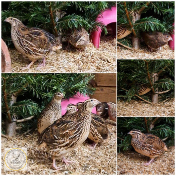 Quail Hens Point of Lay