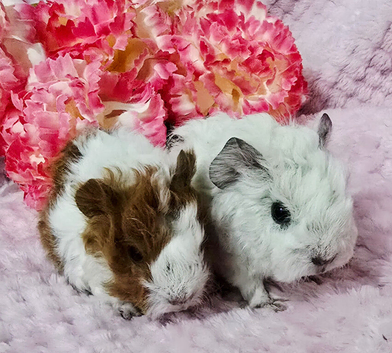 4 sows available