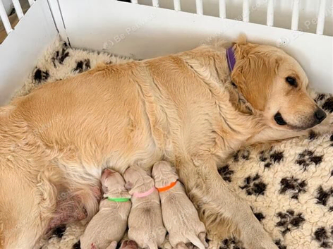 Golden Retriever Boys and Girls Available